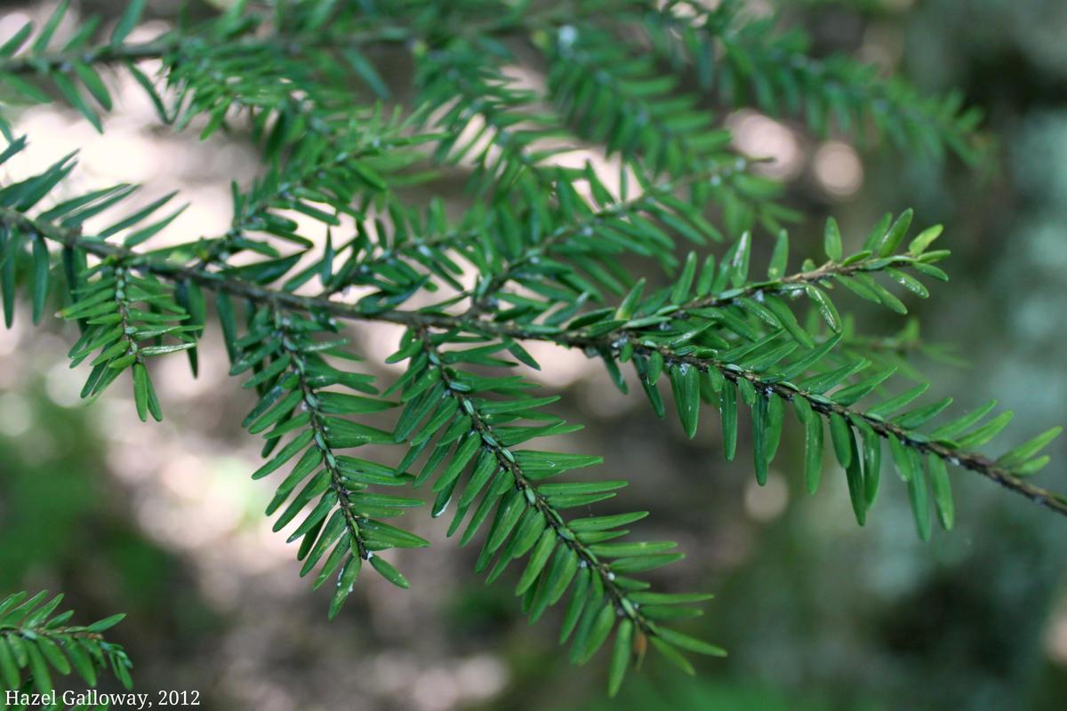 Eastern Hemlocks