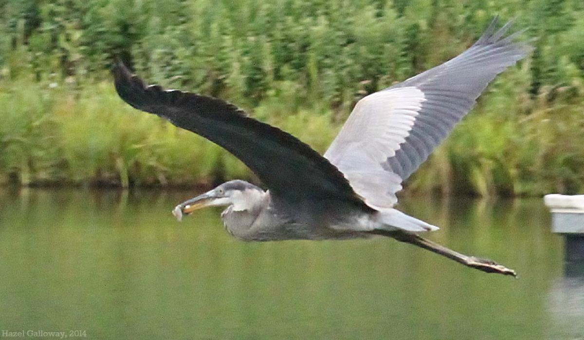 Great Blue Heron