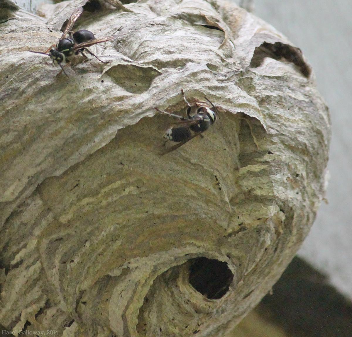 Dolichovespula maculata