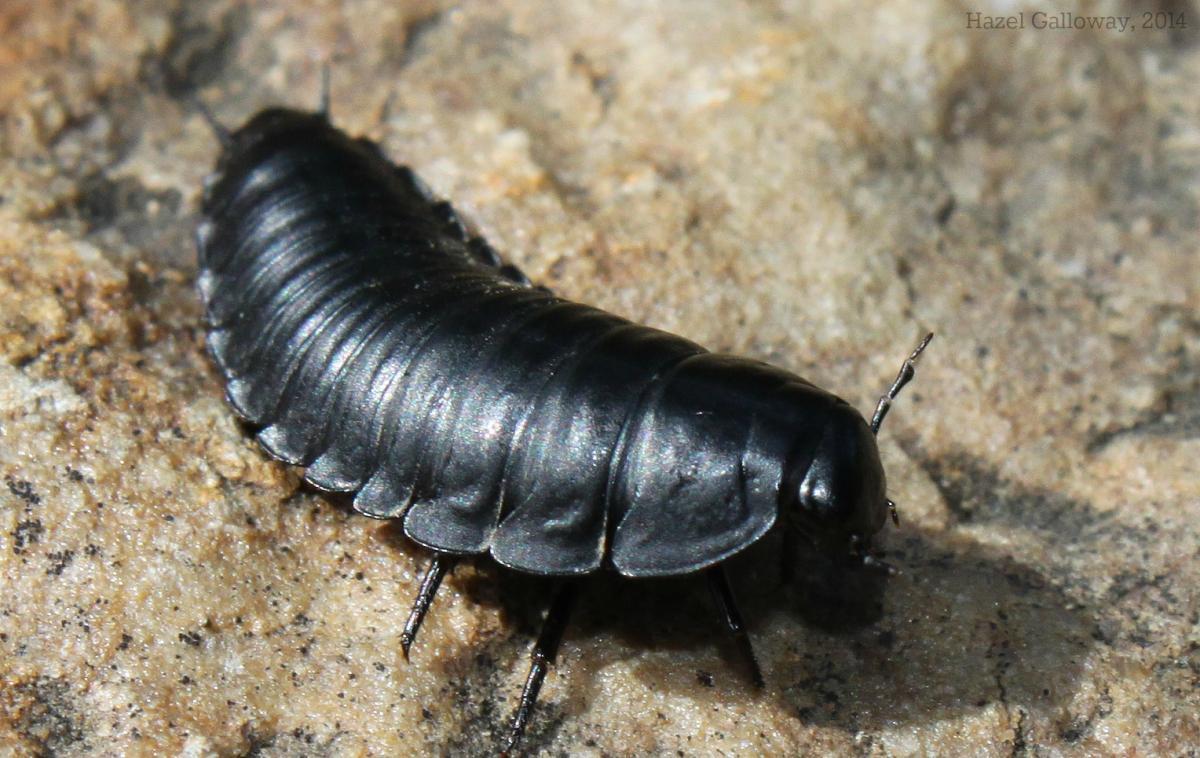 The family Silphidae