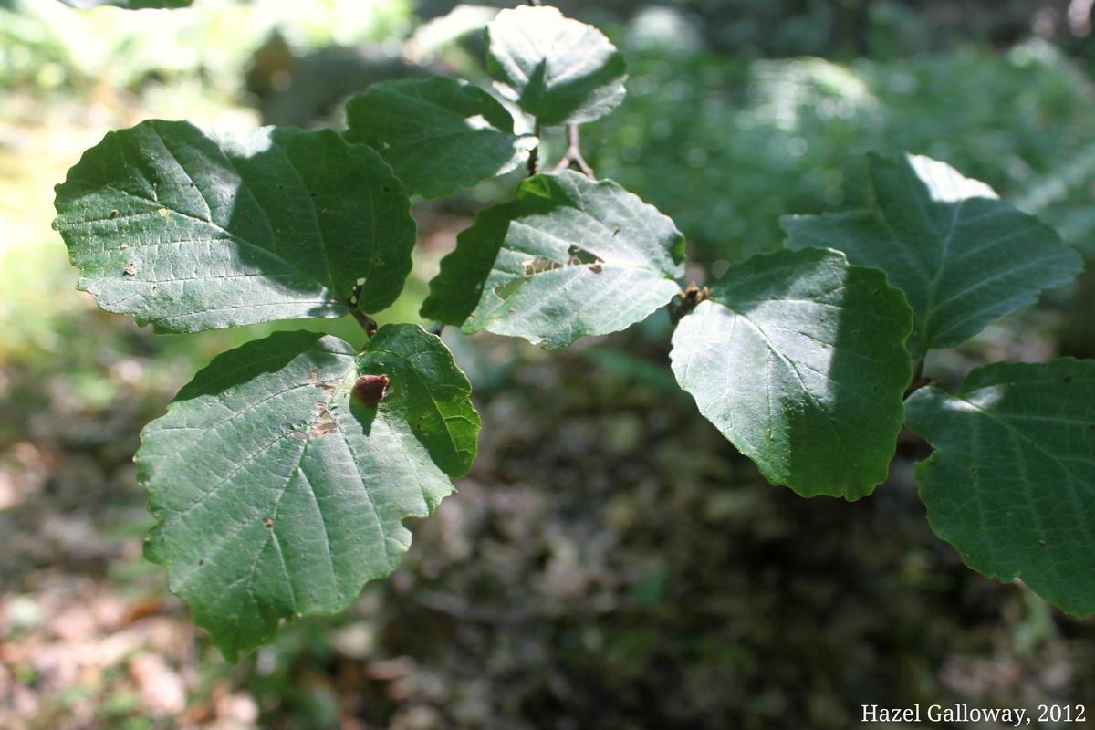 Hamamelis virginiana