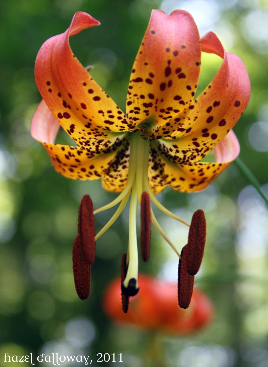Lilium superbum