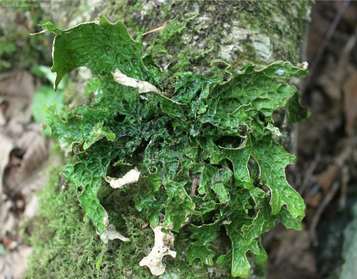 Lungwort