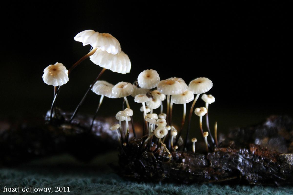 Marasmius rotula