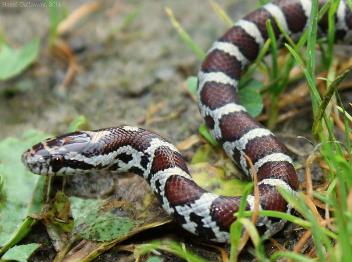 Eastern Milk Snake