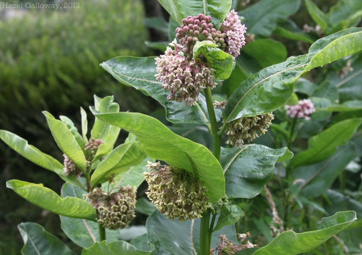 Common Milkweed