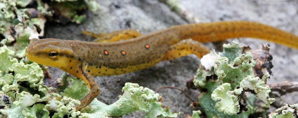 Eastern Red-Spotted Newt