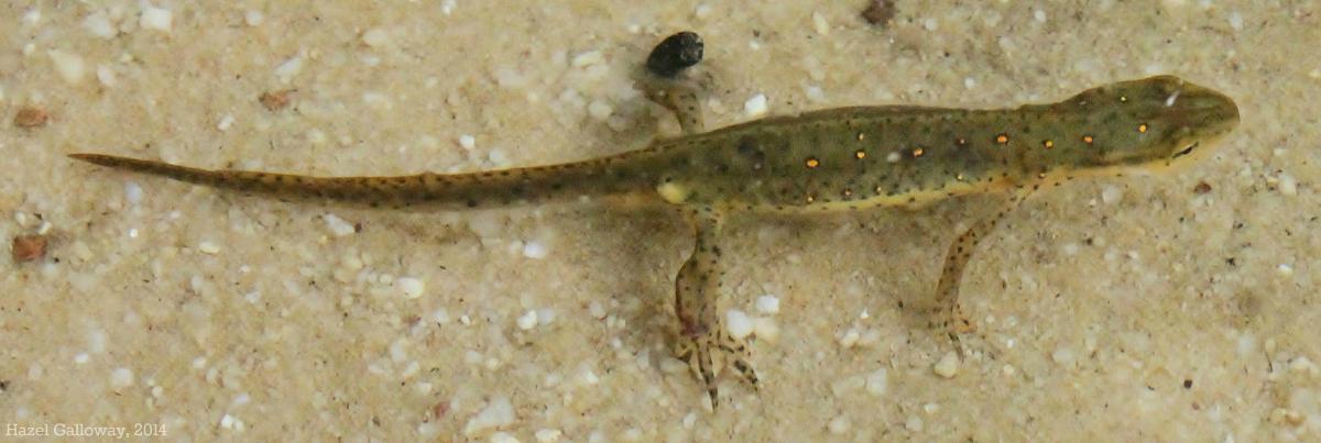 Eastern Red-Spotted Newt