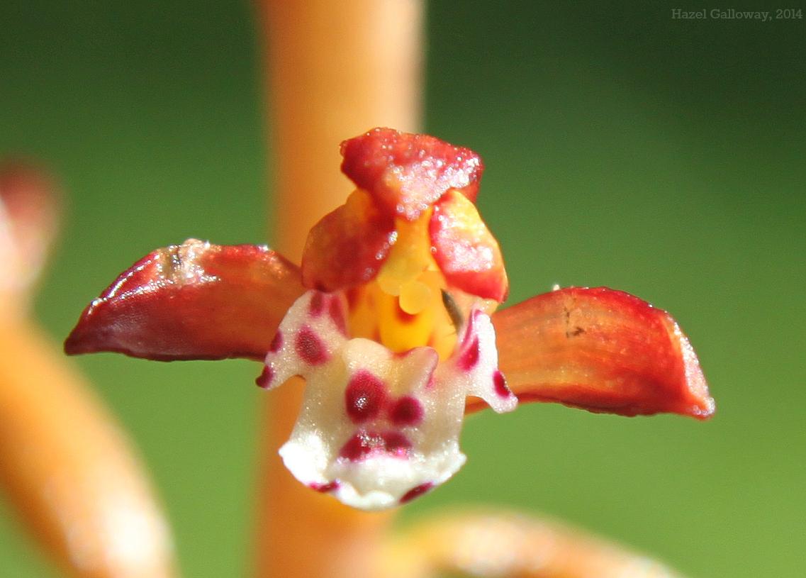 Spotted Coral-root Orchid
