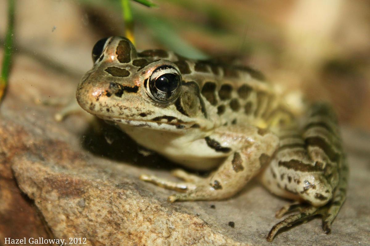 Pickerel Frog