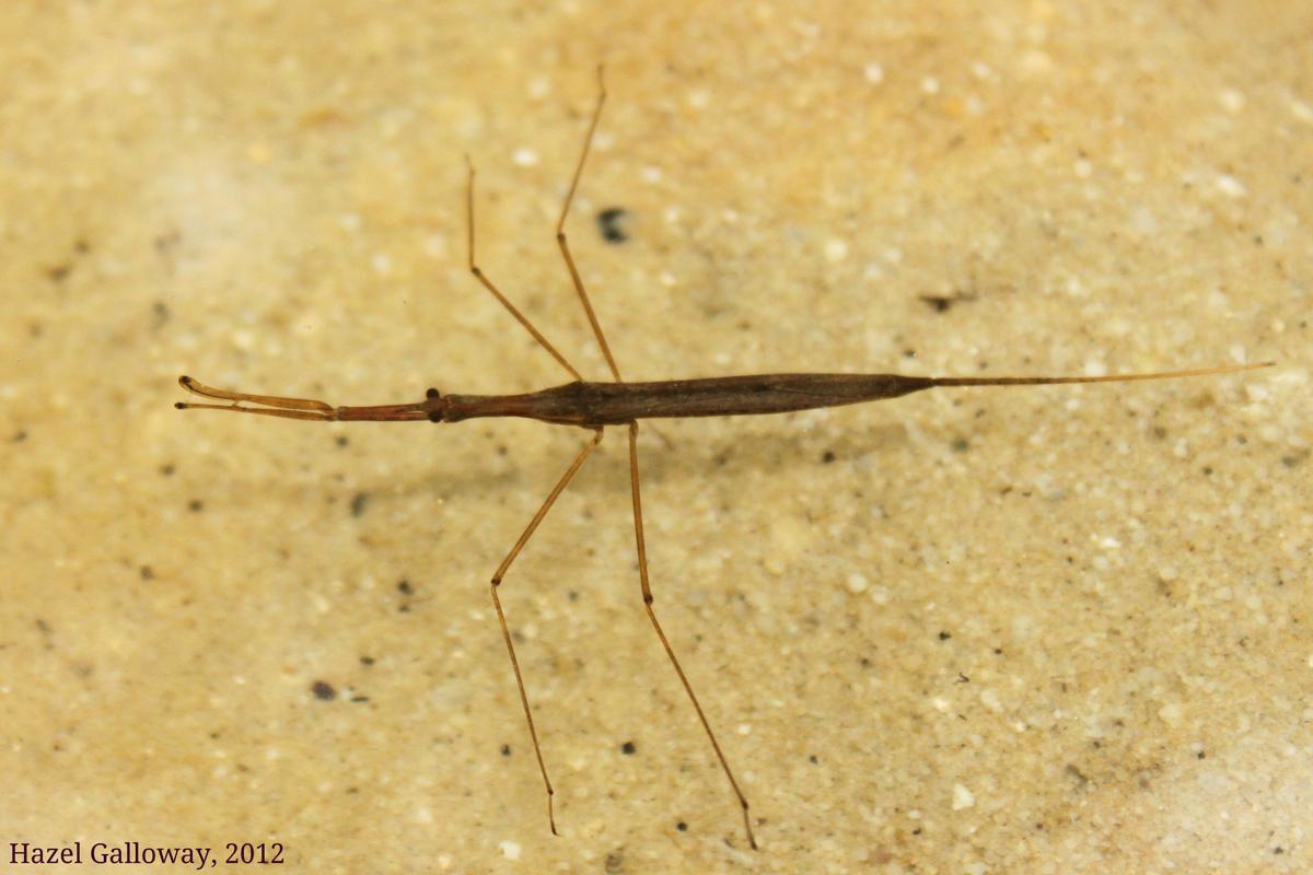Ranatra sp.
