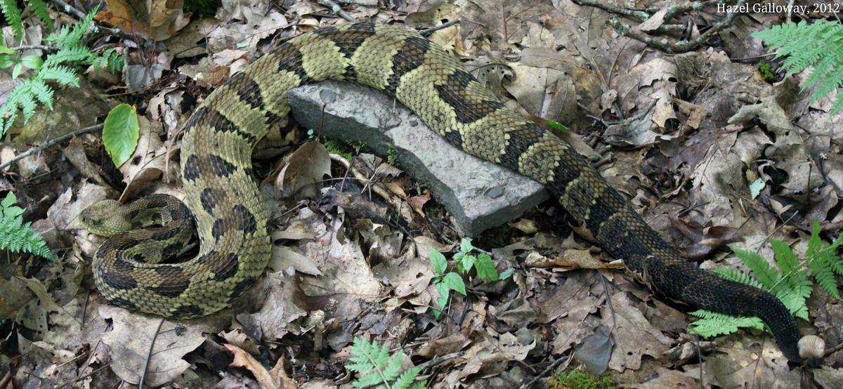 Rattlesnake
