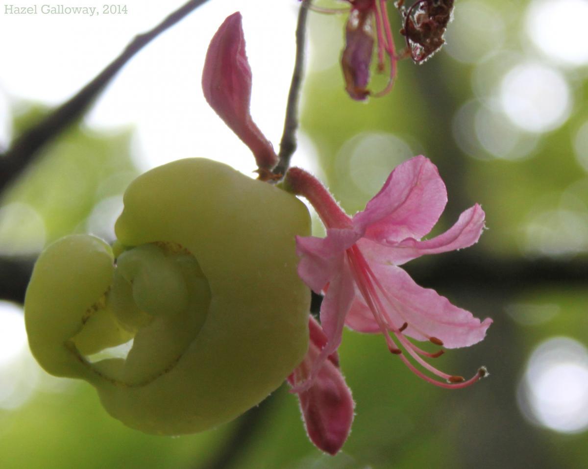 Roseshell Azalea