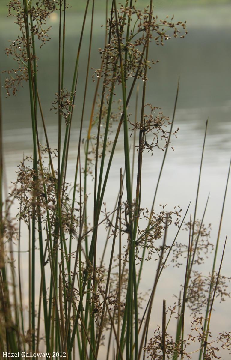 Juncus effusus