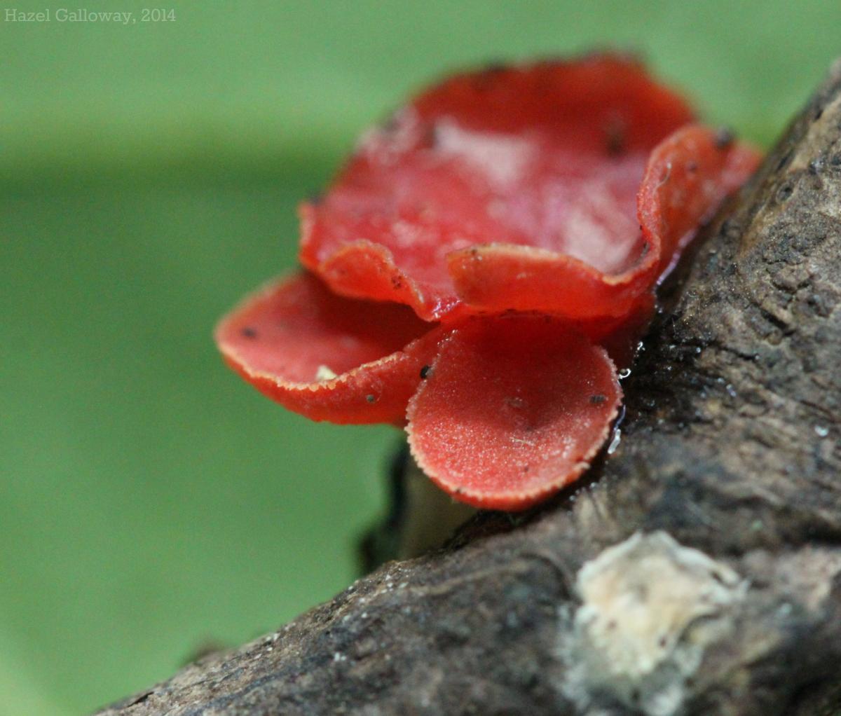 Scarlet Cup Fungus
