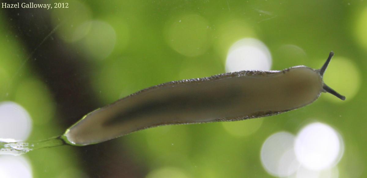Slug Underside