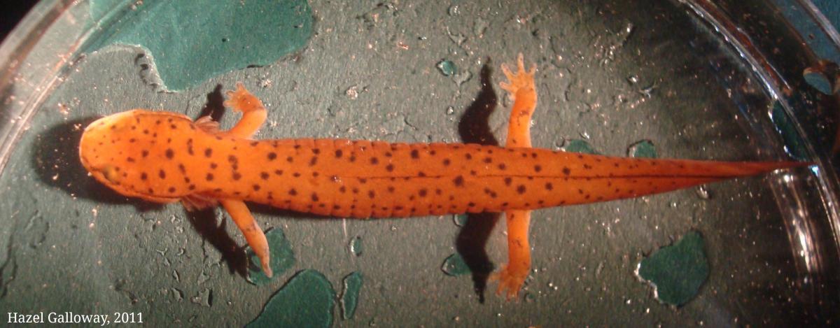 Spring Salamander Larvae