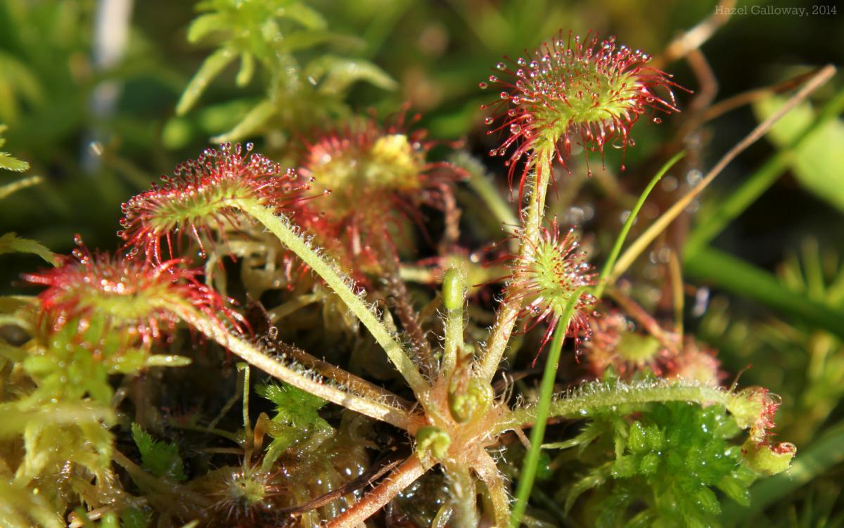 Round-leafed Sundew