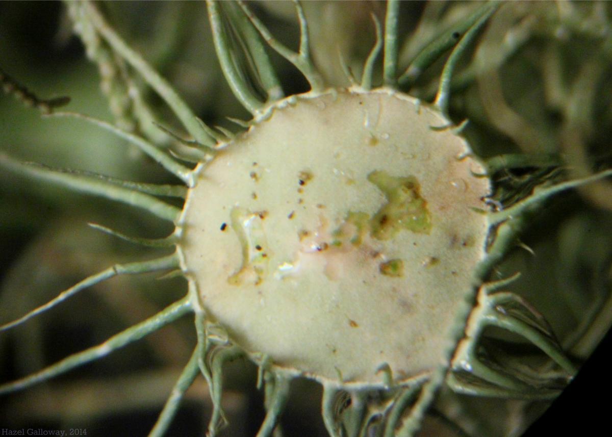 Usnea Lichen