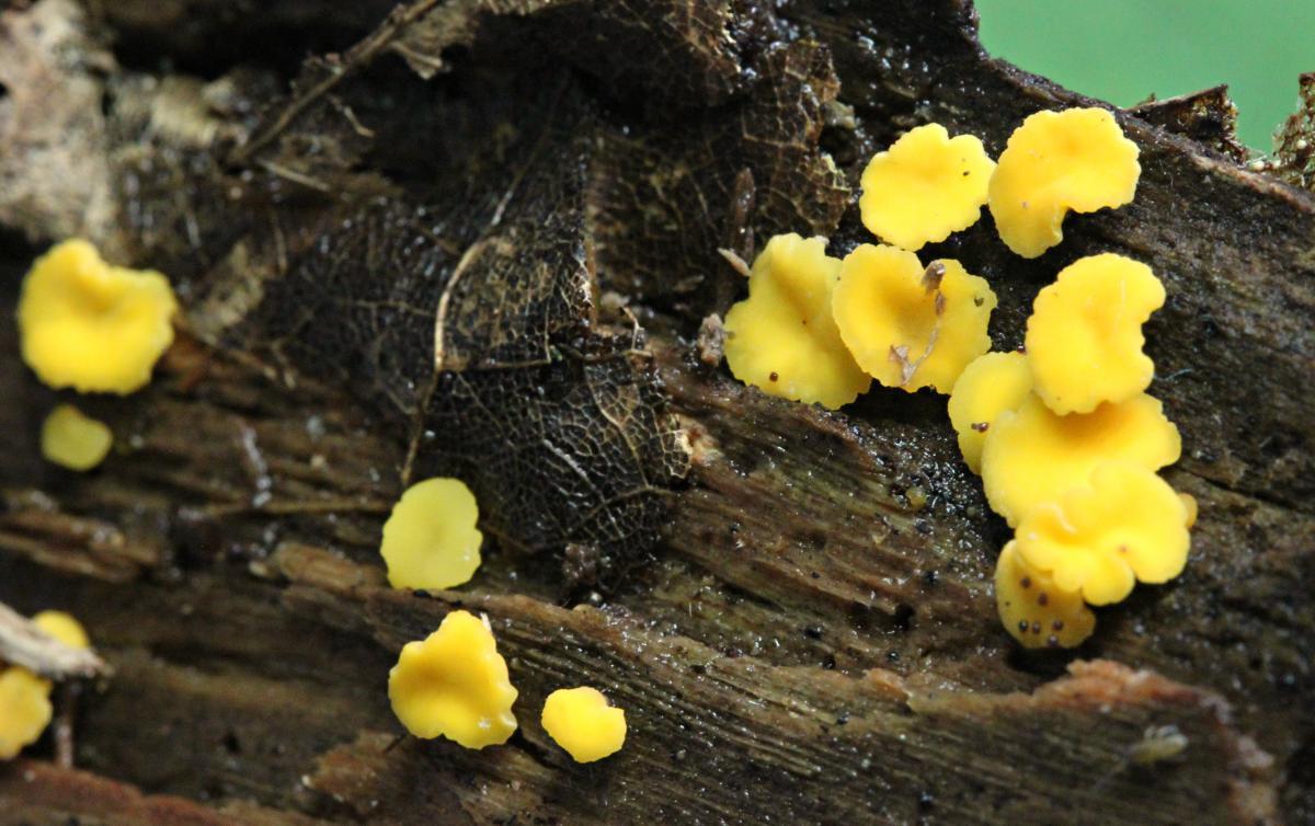 Yellow Fairy Cup