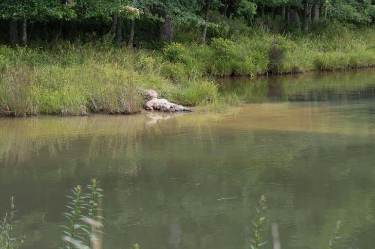 ArtLab program at Mountain Lake