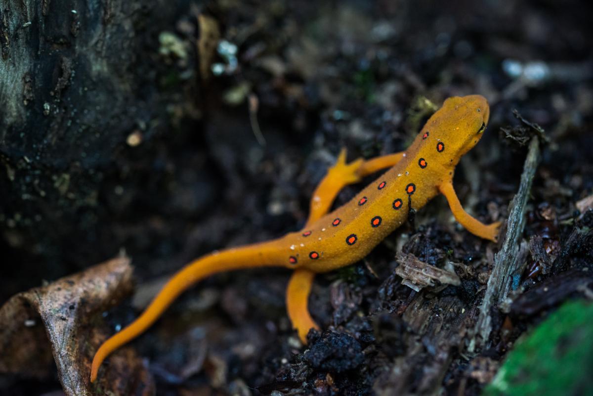 Eastern red spotted newt, photo by Ian Nichols
