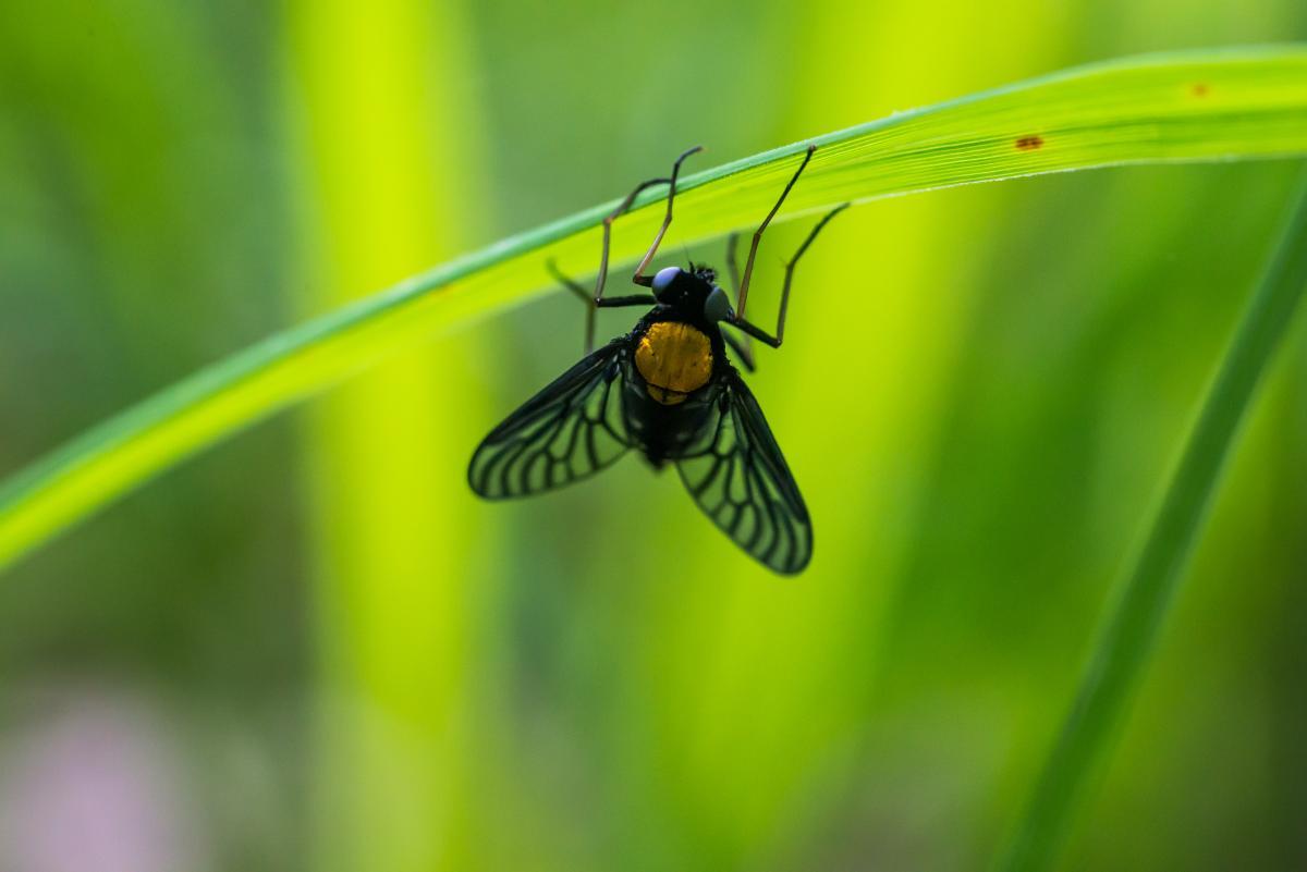 FIELD BIOLOGY OF INSECTS
