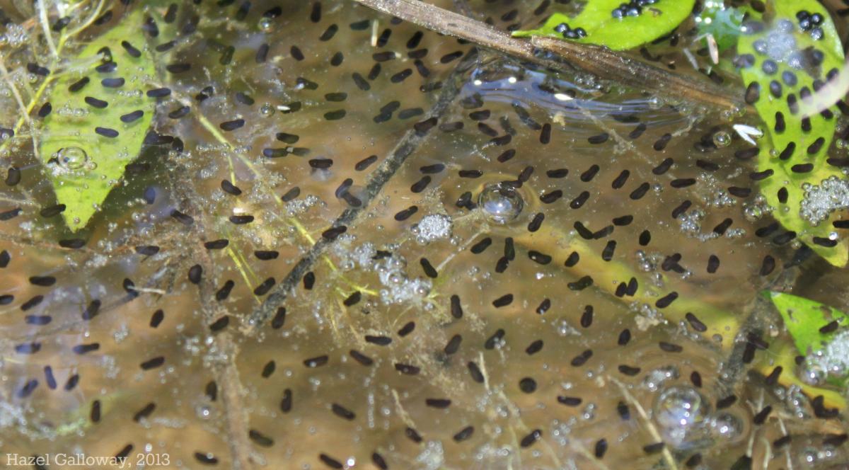 Bull Frog Tadpoles