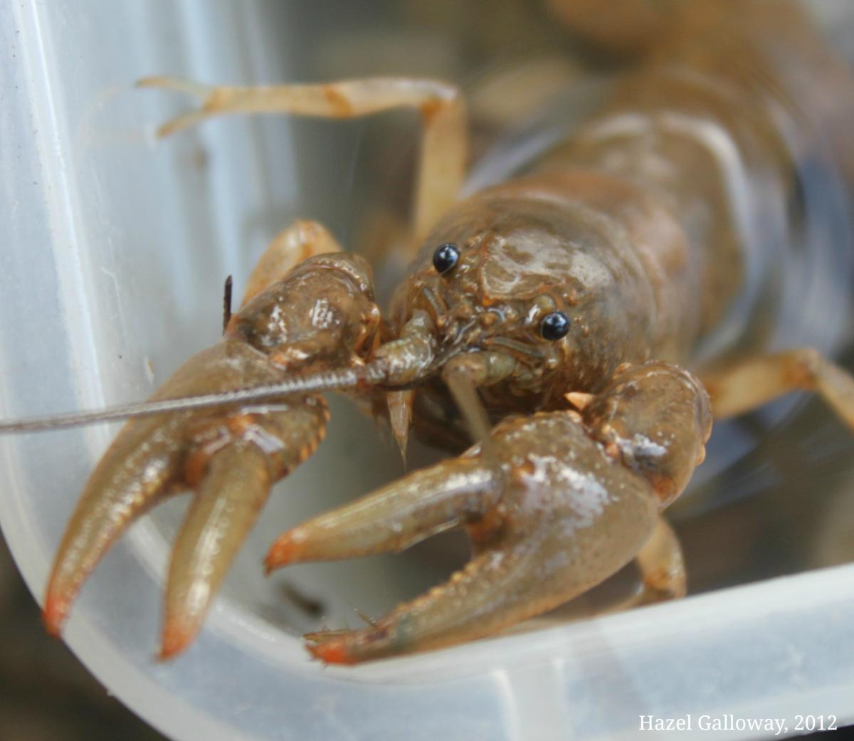 brown crayfish