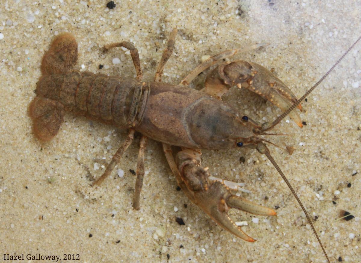 Appalachian Brook Crayfish  Mountain Lake Biological Station, U.Va.