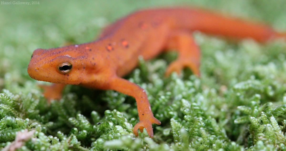 orange spotted salamander