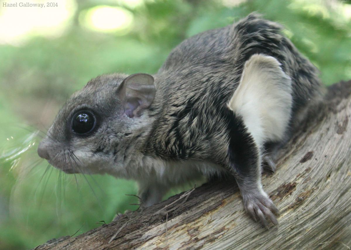 Northern Flying Squirrel (eMammal Virginia Camera Trap Field Guide