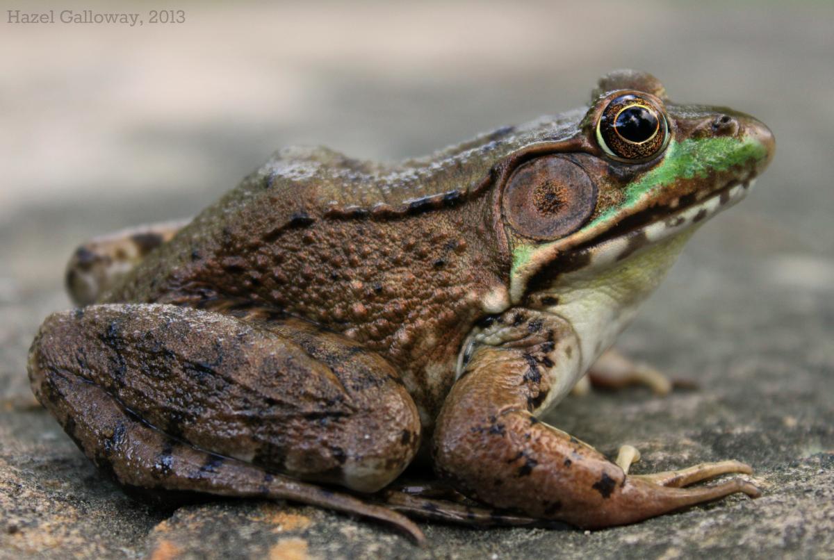 Green Frog, Lithobates clamitans