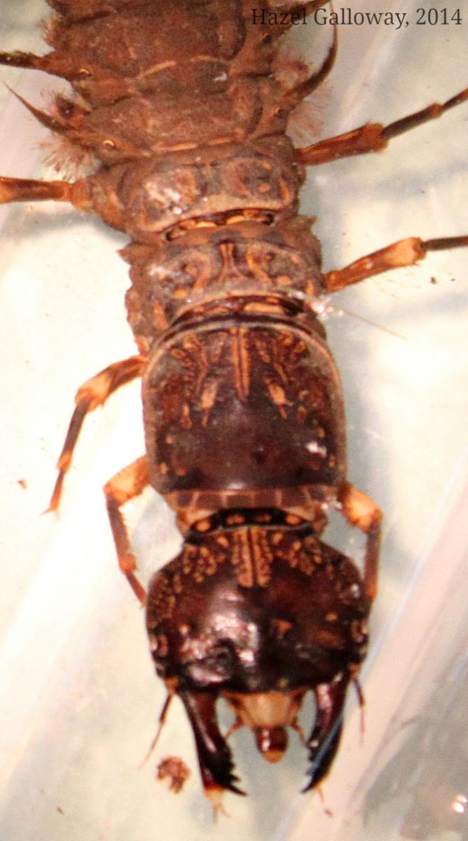 Eastern Dobsonfly Larva (Hellgrammite)  Mountain Lake Biological Station,  U.Va.