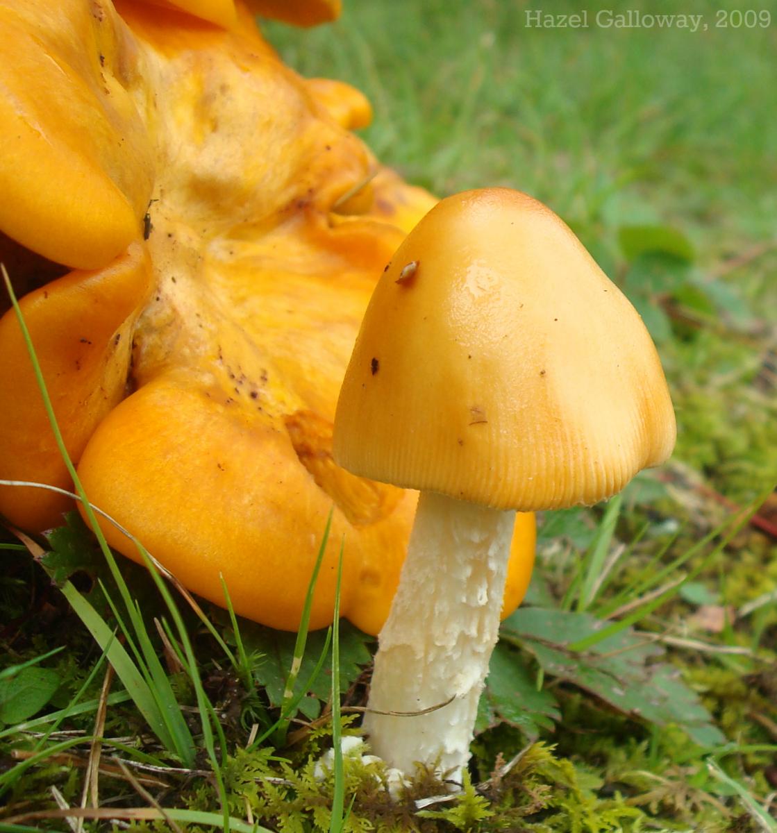 Jack O Lantern Mushroom Mountain Lake Biological Station U Va