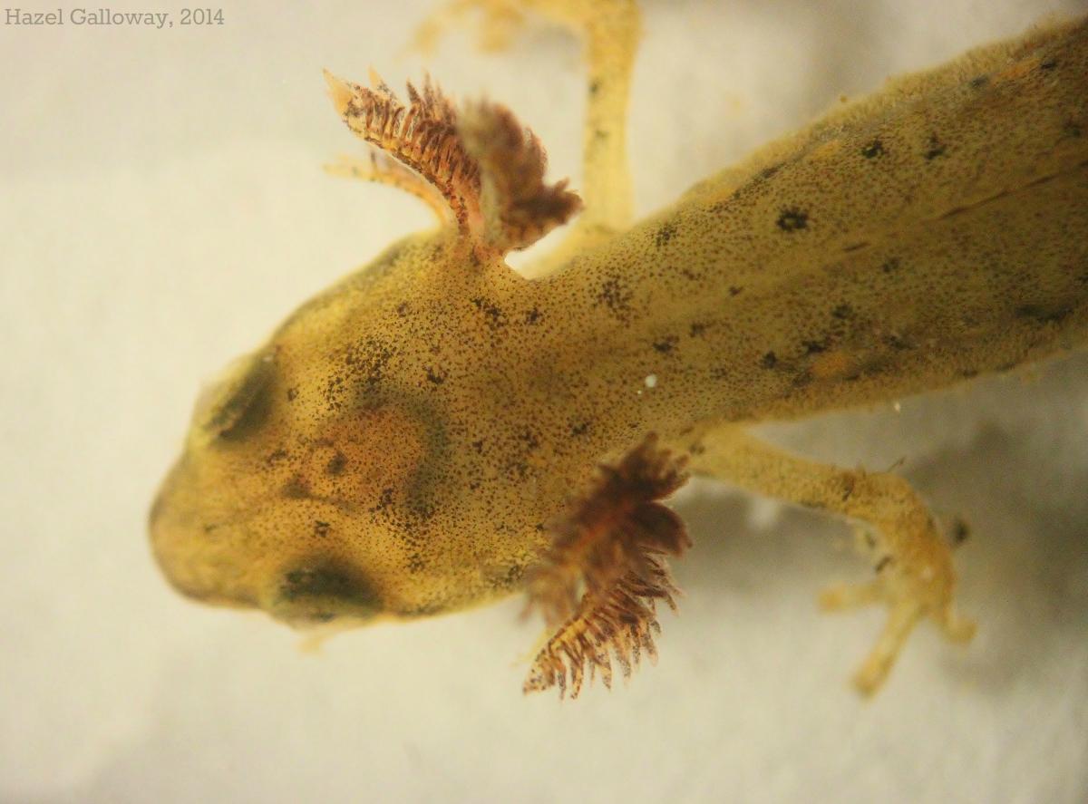 orange salamander poisonous