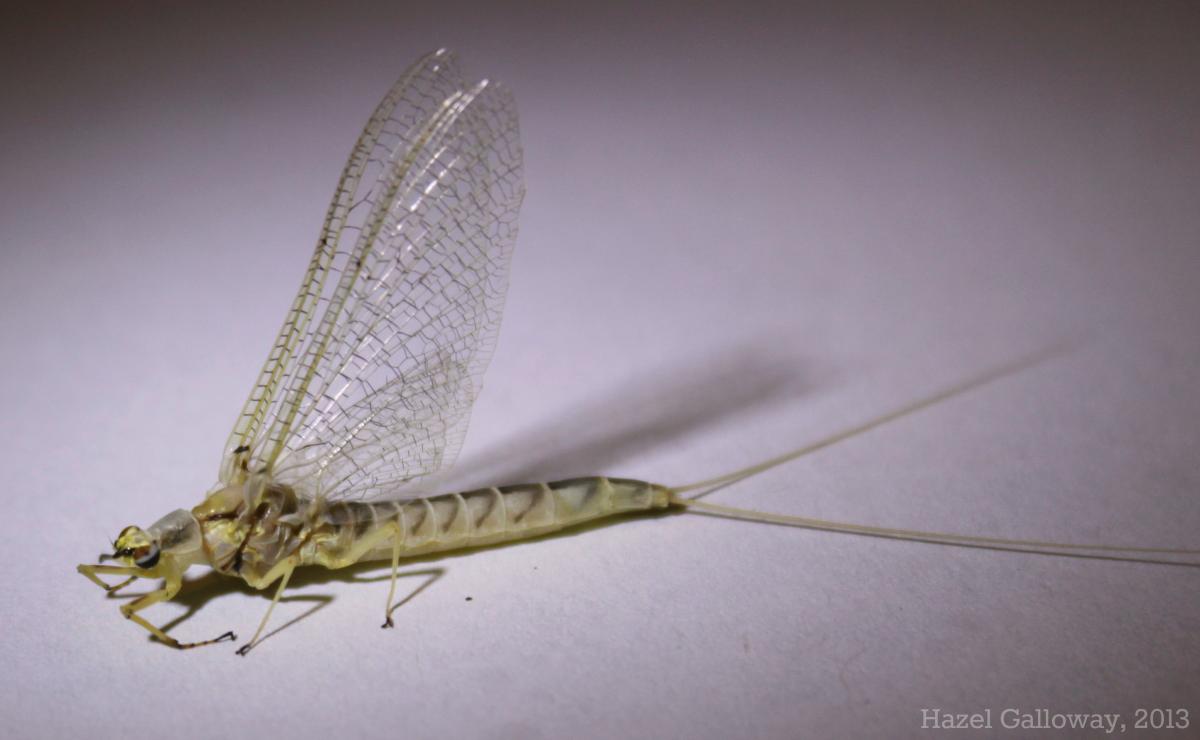 Mayfly