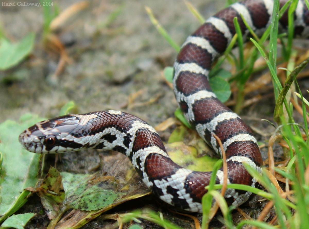 milk snake teeth