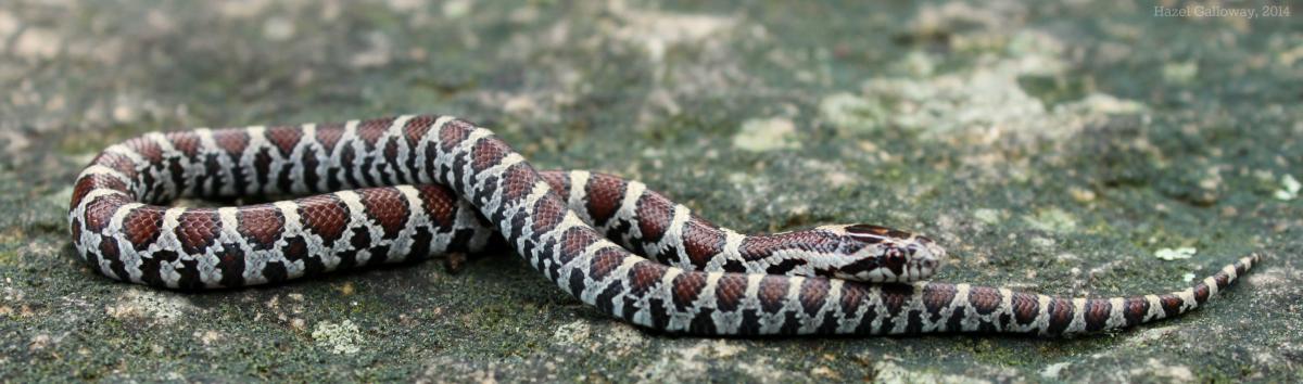 milk snake baby