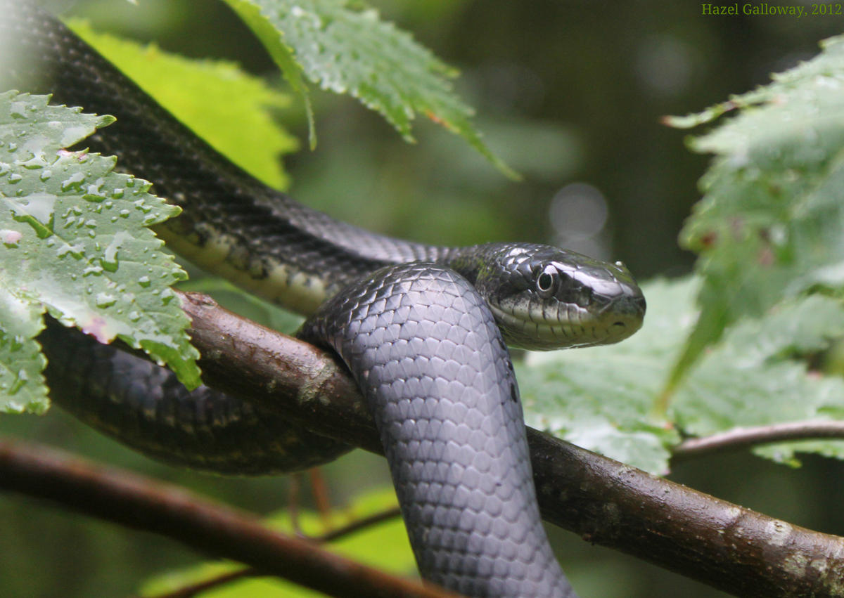 Black Rat Snake Mountain Lake Biological Station U Va