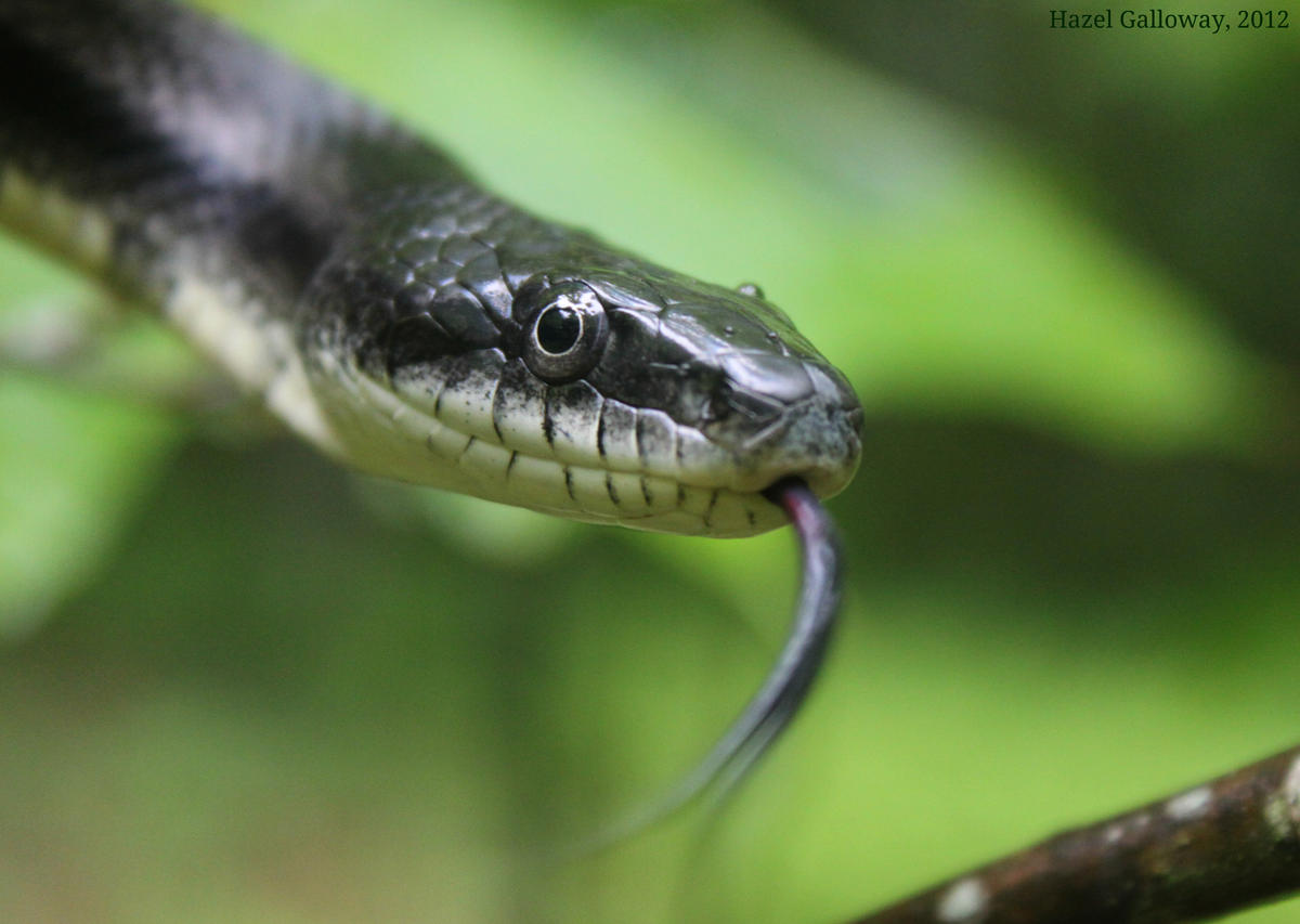 I live in Virginia. what kind of snake is this? I suspect it's a juvenile  black rat snake. Google search said Chinese cobra lol : r/snakes