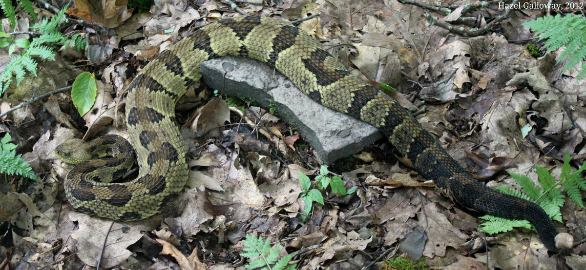 timber rattlesnake habitat