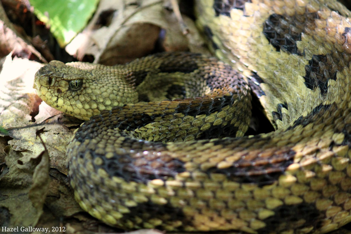 timber rattlesnake venom