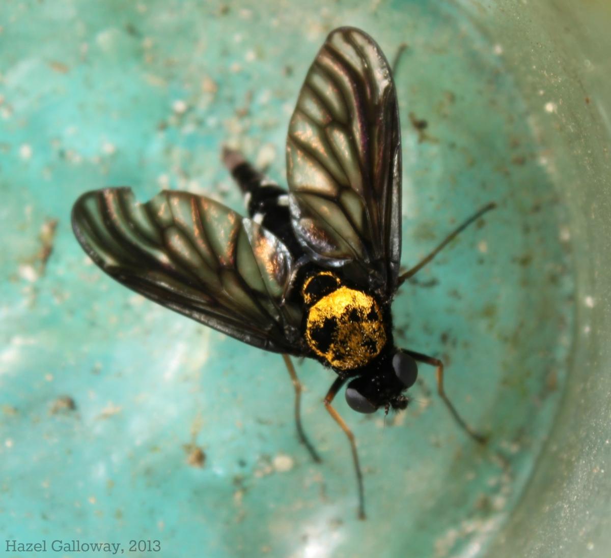 Gold-backed Snipe Fly