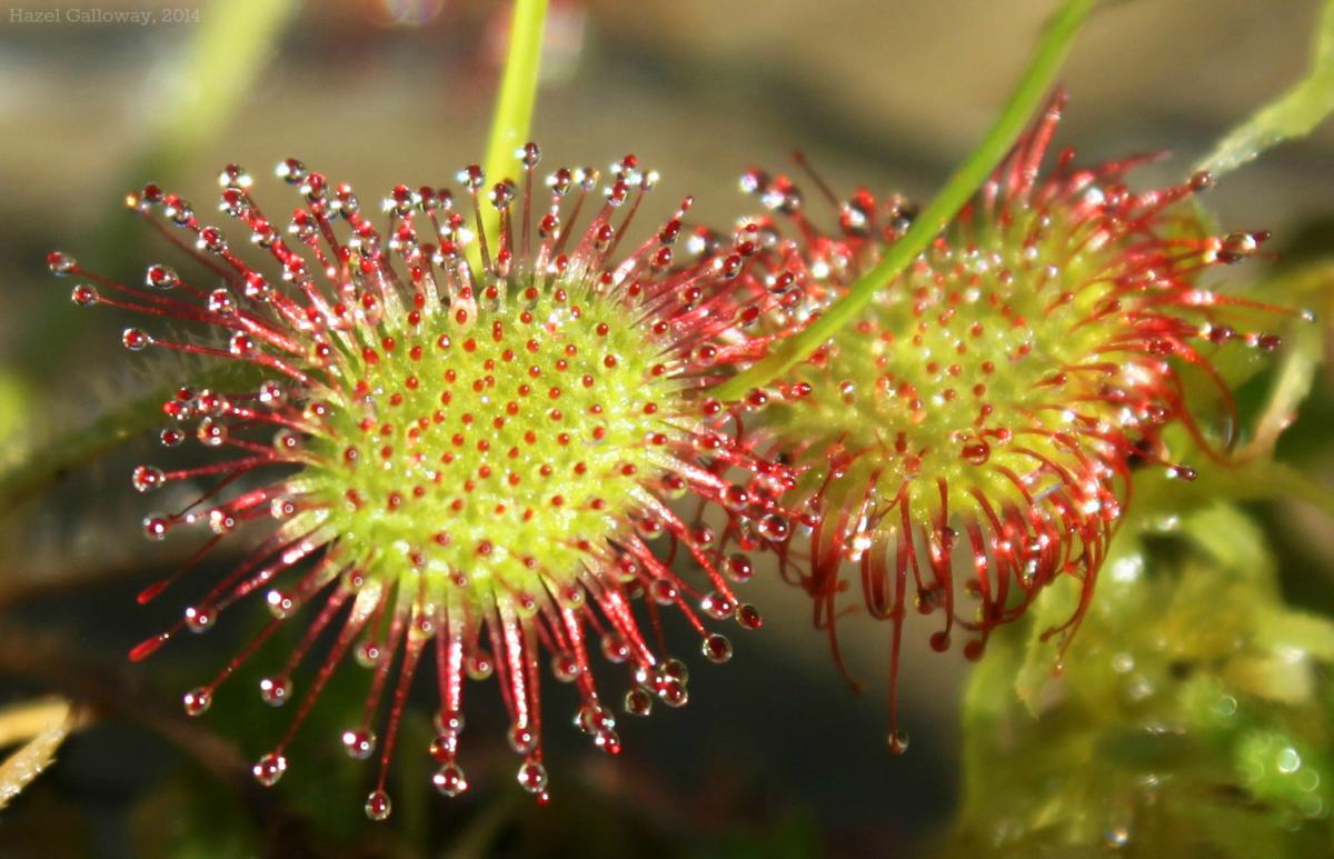 sundew plant