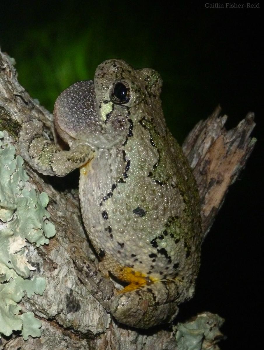 how many can the gray tree frog lay eggs