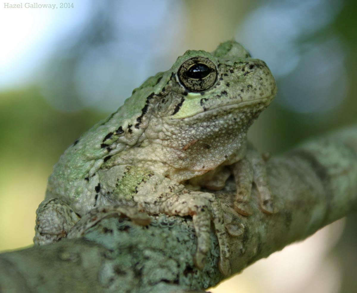 how many can the gray tree frog lay eggs