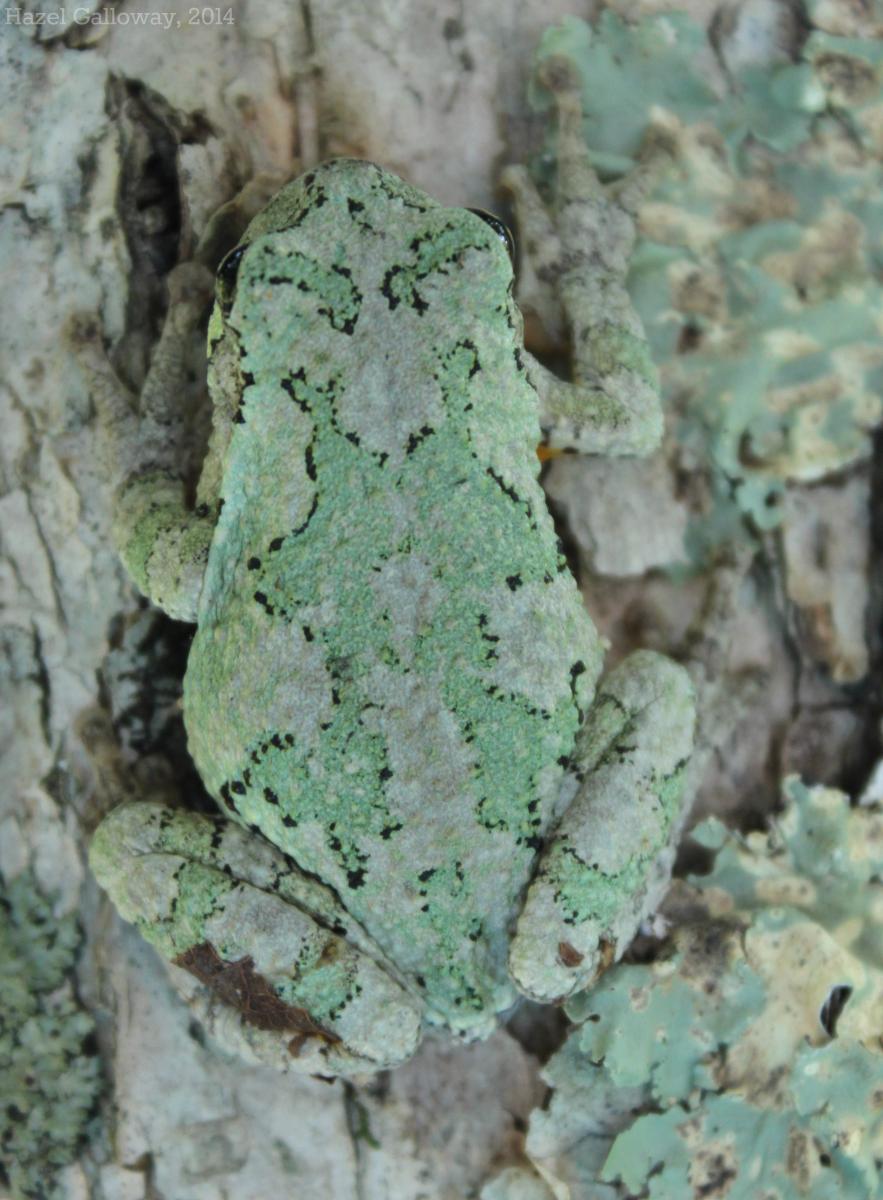 how many can the gray tree frog lay eggs