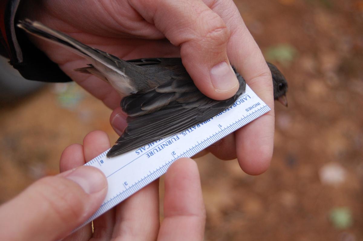 Measuring a bird's wing