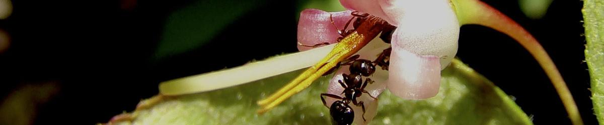 Ant in flower
